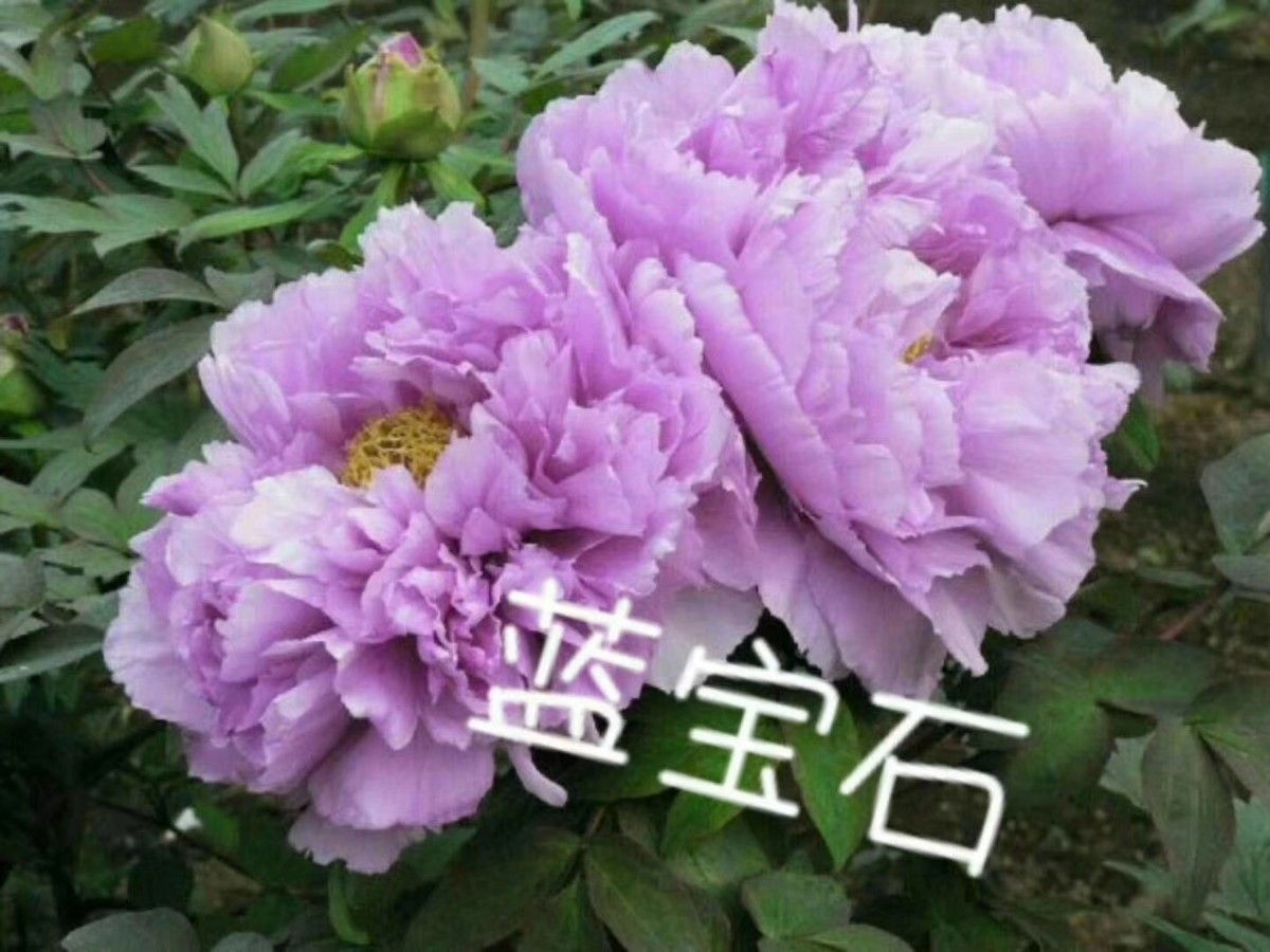 藍寶石