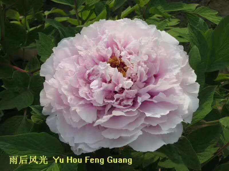 雨后風(fēng)光